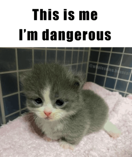 this-is-dangerous-wholesomebeancat