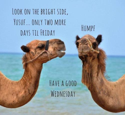 1-Hump Day