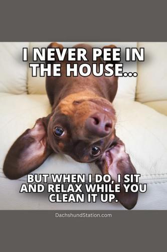 FB_IMG_1740437272980