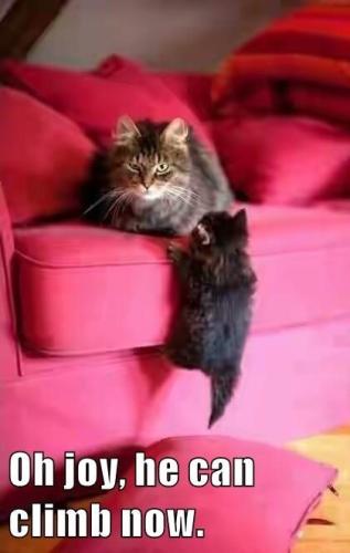 pink-couch-and-a-kitten-climbing-up-and-the-cat-looking-annoying-that-the-kitten-can-now-climb
