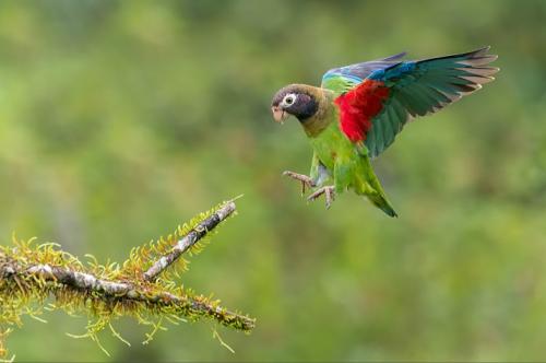 Brown-hooded Parrot - 09 - 2022-11-06