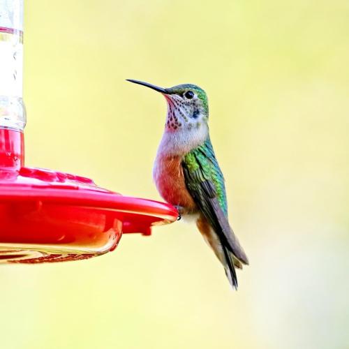 Love her vibrant colors