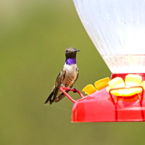 Black Chinned Hummer