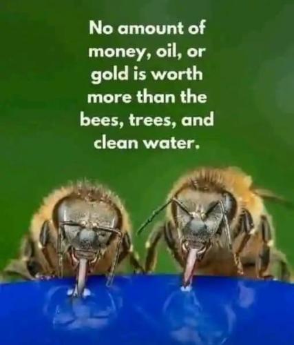bees