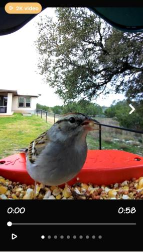 Chipping Sparrow