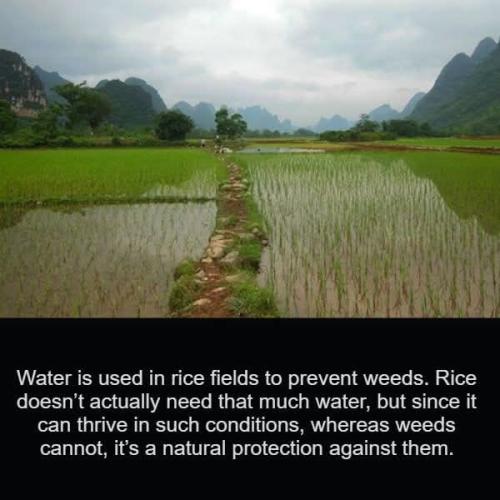 rice fields
