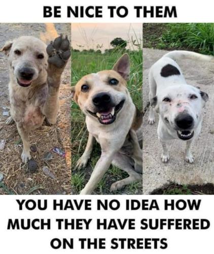 be-nice-them-have-no-idea-much-they-have-suffered-on-streets