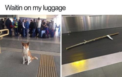 funny-meme-of-a-dog-waiting-at-the-airport-and-a-luggage-conveyor-belt-that-has-his-stick