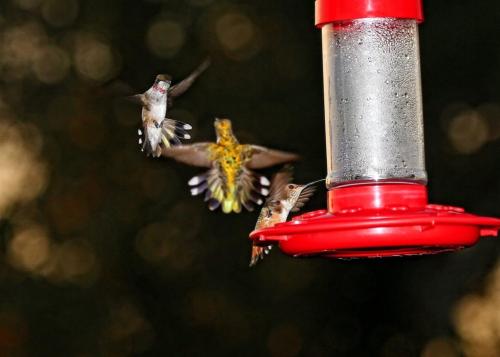 Always dueling over the feeders