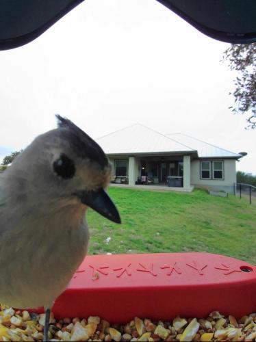 Tufted Titmouse