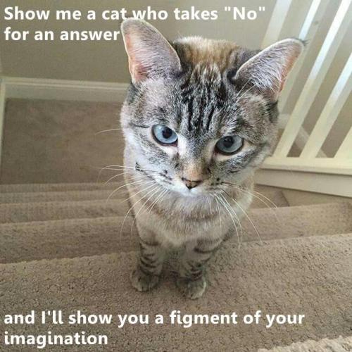 show-me-a-cat-who-takes-no