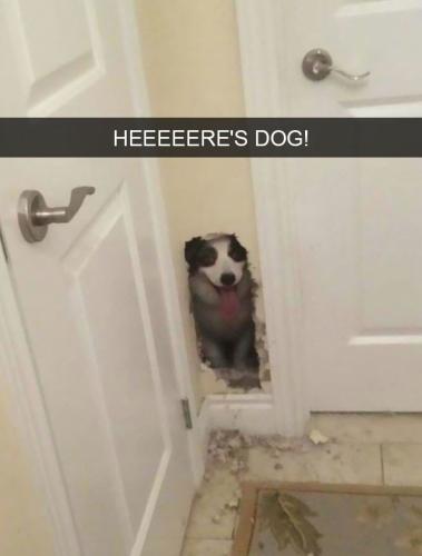 heeeeeres-dog