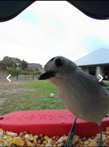 You watching me? (Tufted Titmouse)