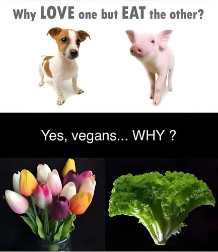 why vegans