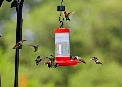 Feeding frenzy