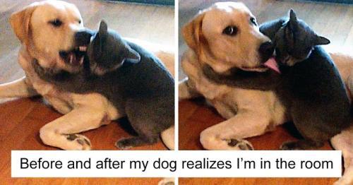 cats-dogs-not-getting-along-hate-living-together-fb2__700-png