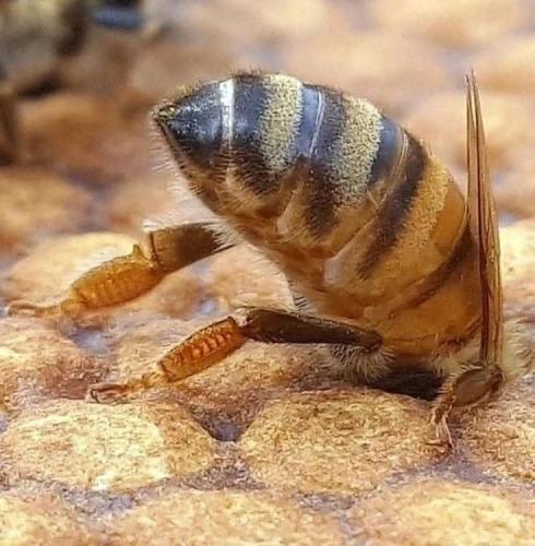 FB_IMG_1739710070752