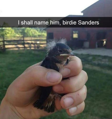 shall-name-him-birdie-sanders