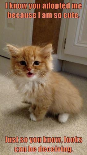 cat-know-adopted-because-am-so-cute-just-so-know-looks-can-be-deceiving