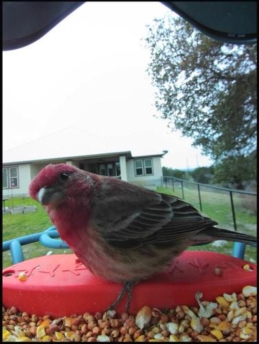 House Finch