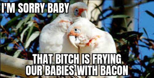 ZomboMeme 12022025083631