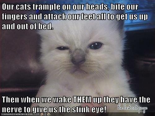 852c8bc3dddcfe960a3dc473f3d64ac6