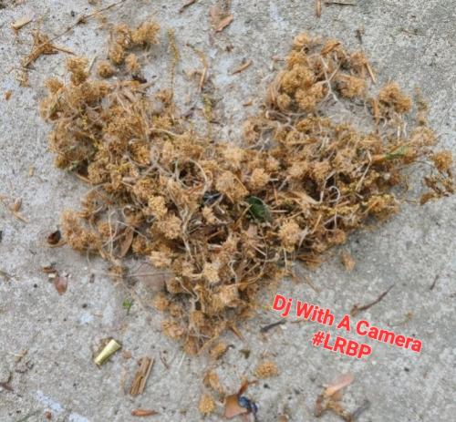 Screenshot_20250214_063234_Gallery