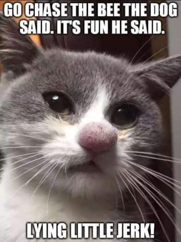 FB_IMG_1738324832967