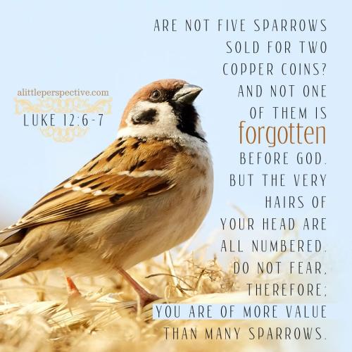 luk-12-6-unsplash-9x