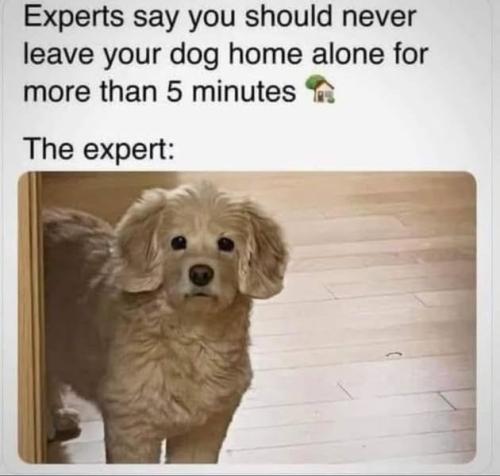 experts-say-should-never-leave-dog-home-alone-more-than-5-minutes-expert