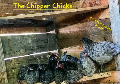 Screenshot_20250220_074638_Gallery