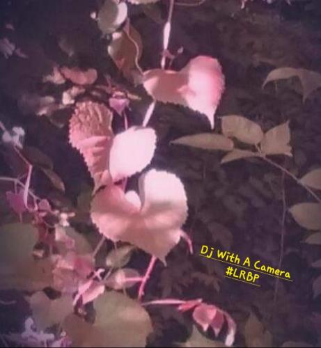 Screenshot_20250214_063527_Gallery