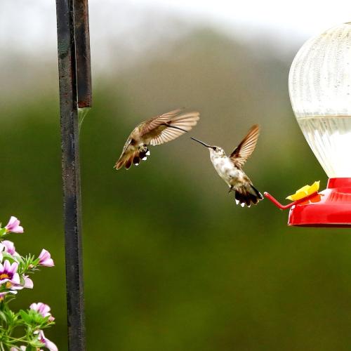 Dueling beaks