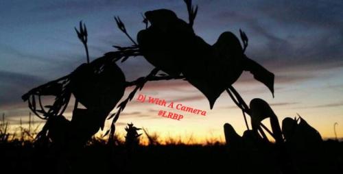 Screenshot_20250213_065133_Gallery