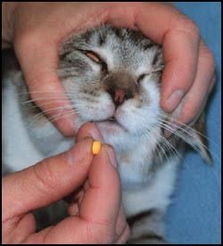 5ADC47C3-B691-4B3E-9A1C-AE10BAE2A023