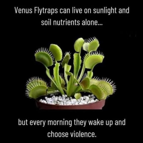 venus flytraps