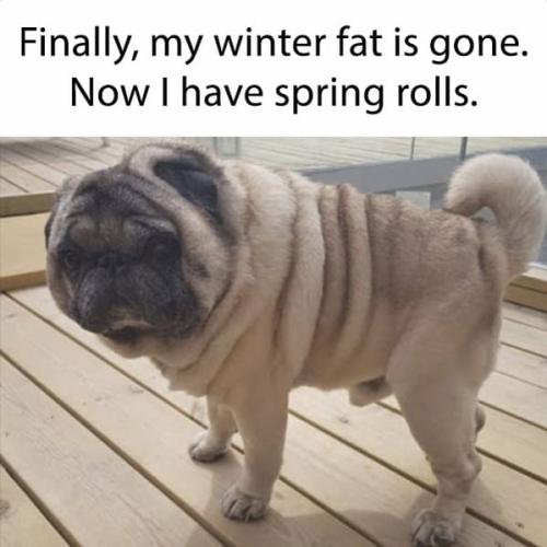 spring-memes-4