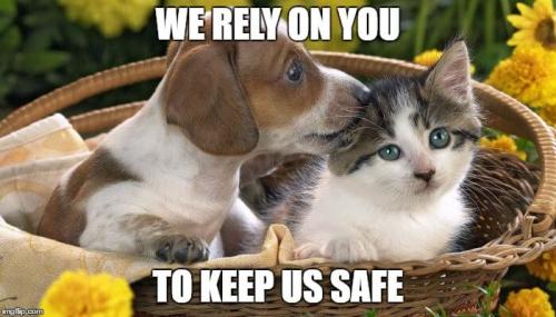 Safe_Puppy_Kitten_0