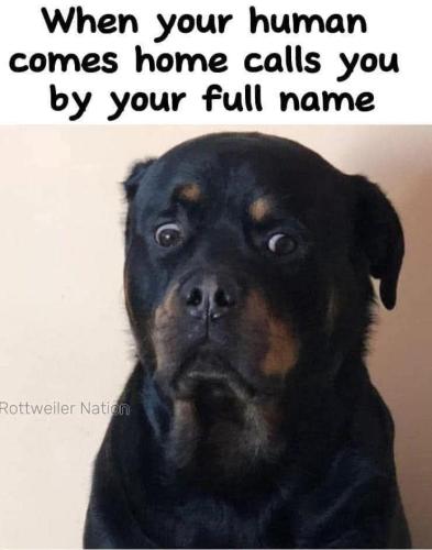 FB_IMG_1742681545134