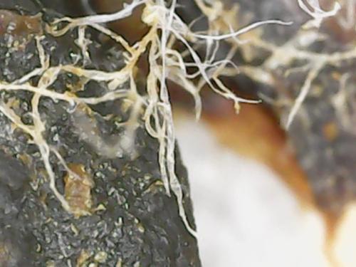 INTERNAL FORMULA RELEASE (13)