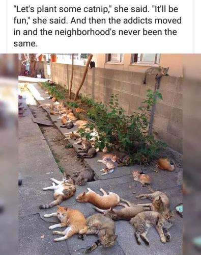 FB_IMG_1553990747294