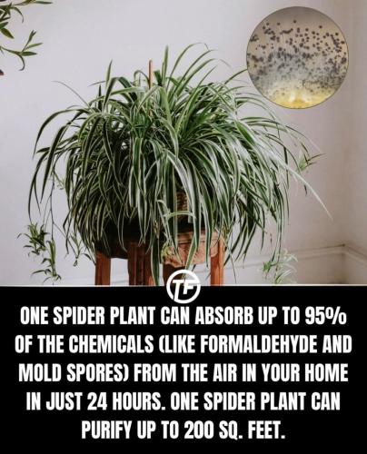 FB_IMG_1742476791460