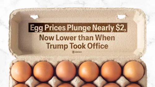 image_2025-03-20_064801506