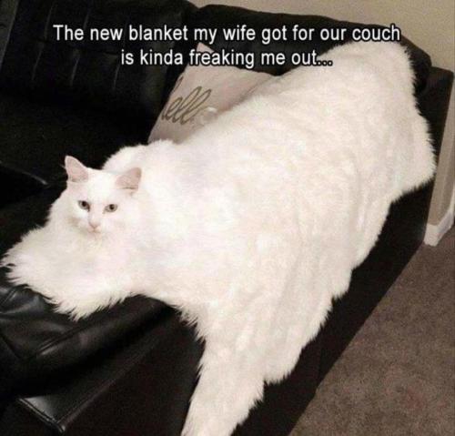 FB_IMG_1741976301377