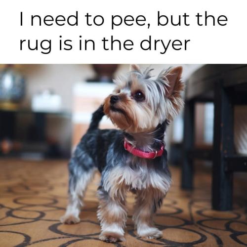 FB_IMG_1742230571007