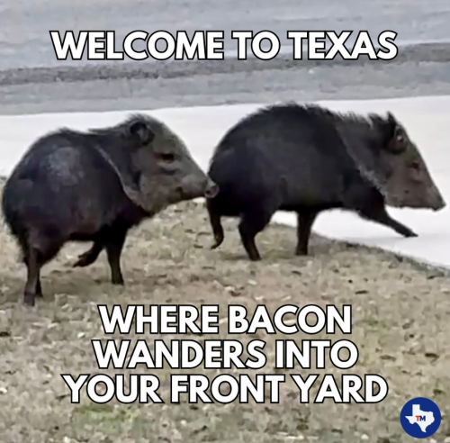 Screenshot 2025-03-01 114535