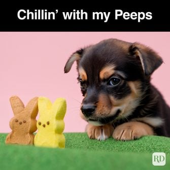 45-Hilarious-Easter-Memes-That-Will-Make-Any-Bunny-Laugh_True-love_Graphic