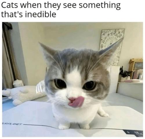 cats-they-see-something-s-inedible-rplanet