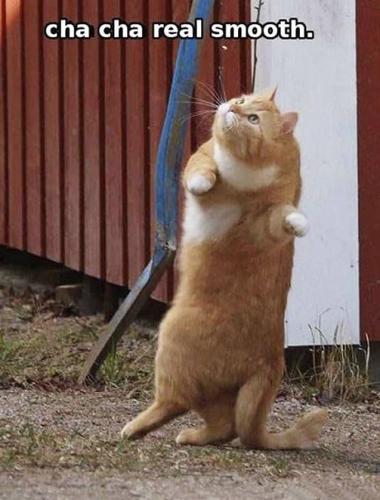 Chacha-real-smooth-Dance-Meme