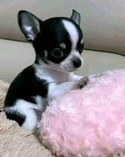 FB_IMG_1740939072237